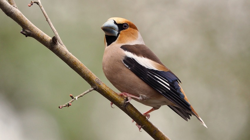 Frosoni  (Coccothraustes coccothraustes)